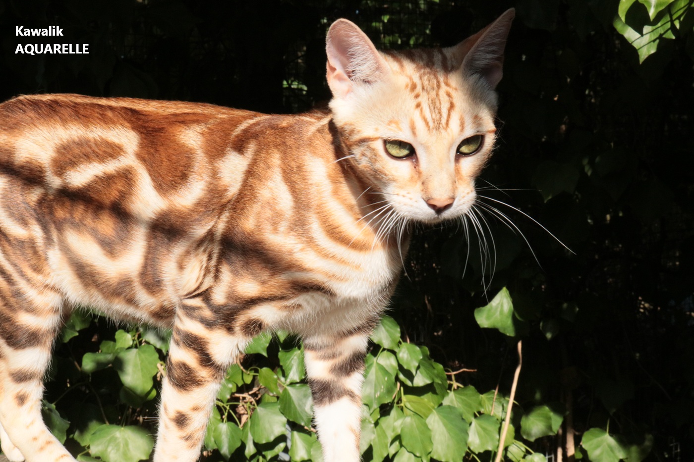 bengal snow